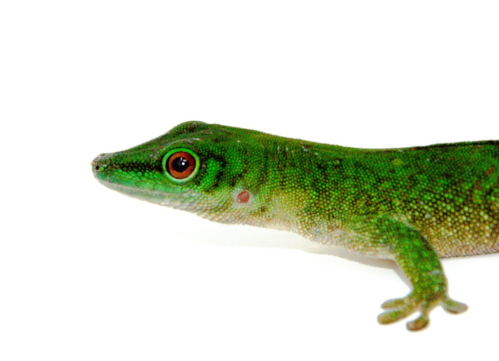 Giant Day Gecko 